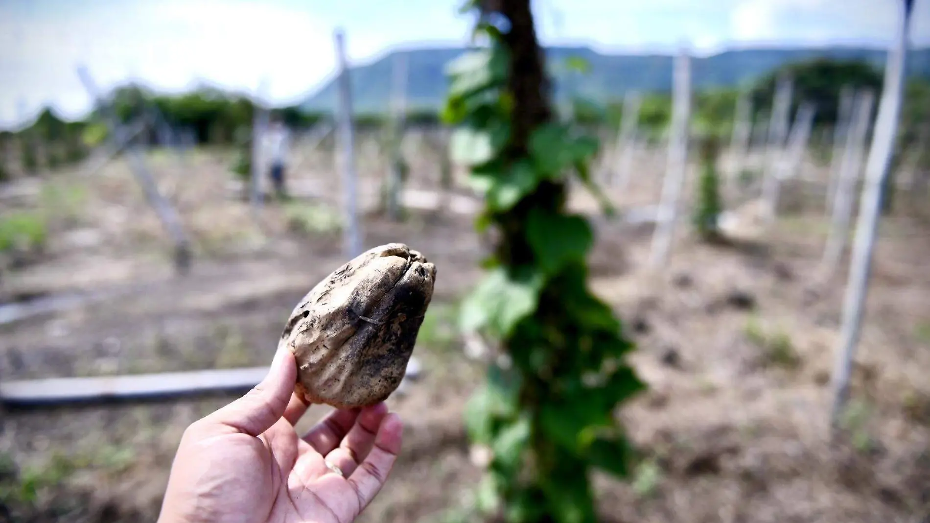 RENÉ-CULTIVOS CHAYOTE (1)